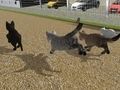 Laro Patakbuhin ang Cat Cat Race  online