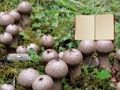Laro Lycoperdon Mushroom Land Escape online