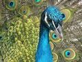 Laro Puzzle kit online