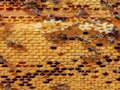 Laro Honey Bees Itinaas ng Jigsaw  online
