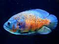 Laro Itinaas ng Isda ng Tigre  online