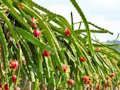 Laro Tumakas ang Dragon Fruit Animal online