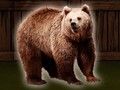 Laro I-save ang Grizzly Bear  online