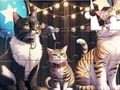 Laro Jigsaw Puzzle: Pag -awit ng Cat online