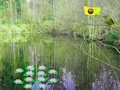 Laro Pakikipagsapalaran sa Sunlight Forest  online
