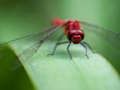 Laro Dragon Fly Jigsaw online