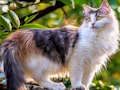 Laro I-rotate ang Puzzle - Mga Pusa at Aso  online
