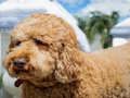 Laro Labradoodle Puzzle  online