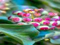 Laro Ivy Plant Jigsaw online