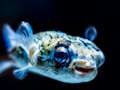 Laro Puffer Fish Itinaas ng Jigsaw  online