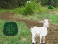 Laro Kambing Hanapin Ang Bata  online