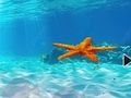 Laro Pagtakas Mula sa Underwater Starfish  online