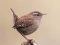 Laro Birdlingo online