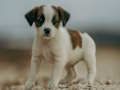 Laro Jack Russell Jigsaw online