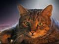 Laro Pet Jigsaw online