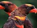 Laro Orange Parrot Jigsaw online
