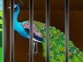 Laro Palayain ang Caged Beauty  online