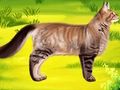 Laro Cat Pet Doctor Dentist online