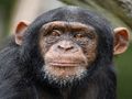 Laro Chimpanzee Jigsaw online