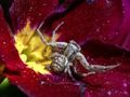 Laro Crab spider jigsaw online