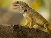 Laro Lizard Garden Jigsaw online