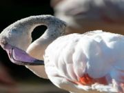 Laro Flamingo bird jigsaw online