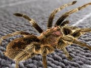 Laro Totoong pagkakaiba sa spider  online