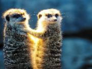 Laro Meerkat couple jigsaw online