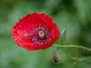 Laro Poppy Nature Flower Jigsaw  online