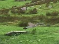 Laro Pigeons Hunting online