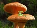 Laro Mushroom Plant Land Escape online