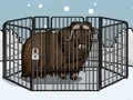 Laro Rescue The Musk Ox online