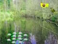 Laro Sunlight Forest Adventure online