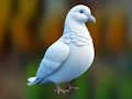 Laro Realistic Pigeon Rescue online