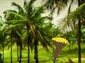 Laro Escape From Coconut Land online