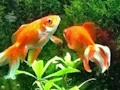 Laro Blue Fish Escape online