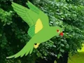 Laro Parrot Find The Nest online