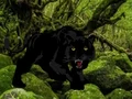Laro Escape from Black Panther Forest online