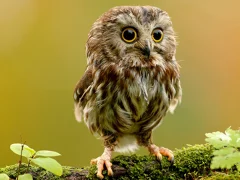 Laro Animal Hidden Stars online