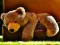 Laro Plush Teddy Bear online