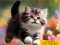 Laro Puzzle Sliding Kittens online