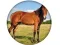 Laro Animal Quiz online