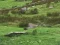 Laro Pigeons Hunting online