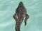 Laro Crocodile Simulator Beach Hunt online