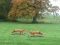 Laro Hunted Fox online