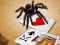 Laro Jumping Spider online
