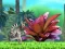 Laro King Julien: Schnapp' die Krone online