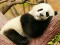 Laro Animal Differences online