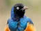 Laro Animal Puzzle: Wildlife & Logic online
