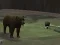 Laro Bear Den online